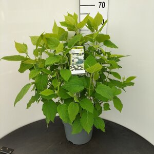 Hydrangea a. 'Annabelle' 50-60 cm cont. 7,5L - afbeelding 4