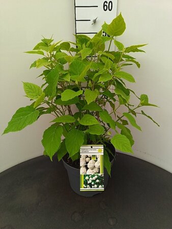 Hydrangea a. 'Annabelle' 50-60 cm cont. 7,5L - afbeelding 2