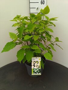 Hydrangea a. 'Annabelle' 50-60 cm cont. 7,5L - afbeelding 2