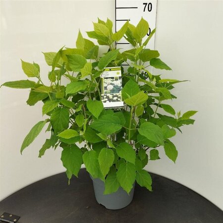 Hydrangea a. 'Annabelle' 50-60 cm cont. 7,5L - afbeelding 2