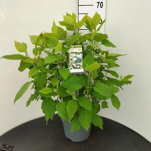 Hydrangea a. 'Annabelle' 50-60 cm cont. 7,5L - afbeelding 2