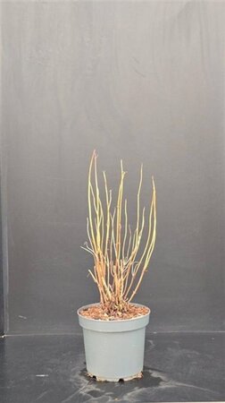 Hydrangea a. 'Annabelle' 50-60 cm cont. 7,5L - afbeelding 3