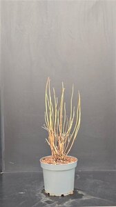 Hydrangea a. 'Annabelle' 50-60 cm cont. 7,5L - afbeelding 3