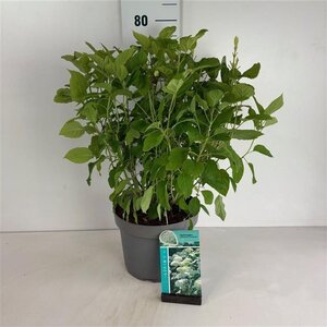 Hydrangea a. 'Annabelle' 60-80 cm cont. 10L - afbeelding 4