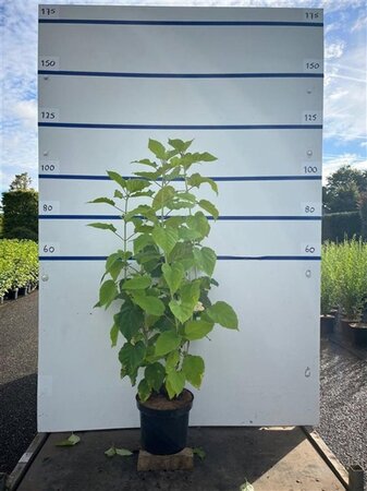 Hydrangea a. 'Annabelle' 80-100 cm cont. 7,5L