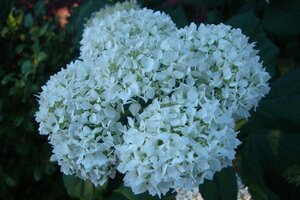 Hydrangea a. 'Grandiflora' 40-50 cm cont. 3,0L