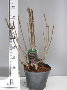 Hydrangea asp. 'Macrophylla' 50-60 cm cont. 7,5L