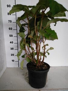 Hydrangea asp. 'Macrophylla' 80-100 cm cont. 7,5L - afbeelding 3