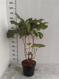 Hydrangea asp. 'Macrophylla' 80-100 cm cont. 7,5L