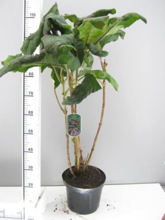 Hydrangea asp. 'Macrophylla' 80-100 cm cont. 7,5L - afbeelding 2