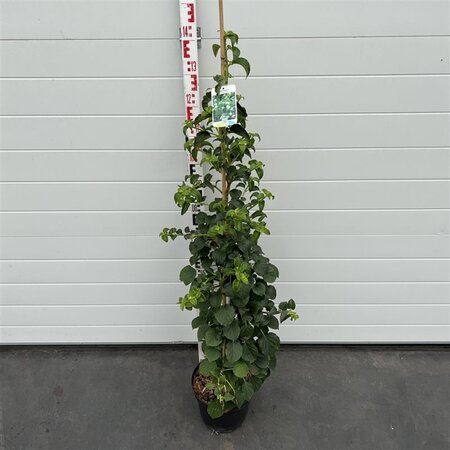 Hydrangea anomala petiolaris 100-125 cm cont. 7,5L - afbeelding 2