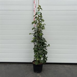 Hydrangea anomala petiolaris 100-125 cm cont. 7,5L - afbeelding 3