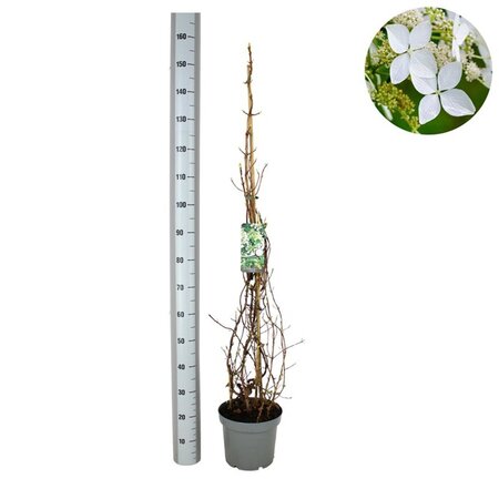Hydrangea anomala petiolaris 100-125 cm cont. 7,5L - afbeelding 5