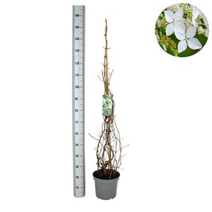 Hydrangea anomala petiolaris 100-125 cm cont. 7,5L - afbeelding 5