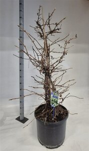 Hydrangea anomala petiolaris 125-150 cm cont. 35L solitair - afbeelding 5