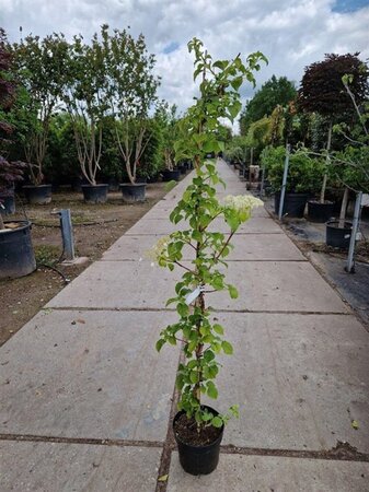 Hydrangea anomala petiolaris 150-175 cm cont. 7,5L - afbeelding 4