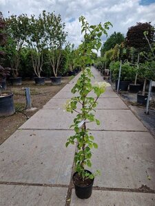 Hydrangea anomala petiolaris 150-175 cm cont. 7,5L - afbeelding 4