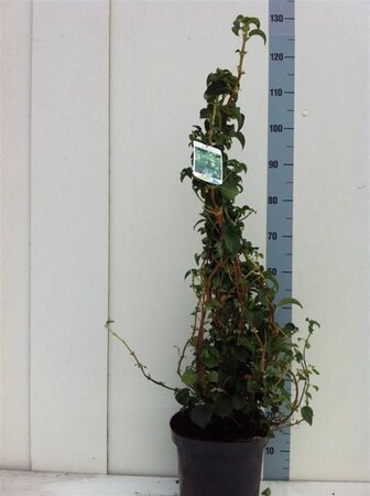 Hydrangea anomala petiolaris 60-80 cm cont. 7,5L - afbeelding 9