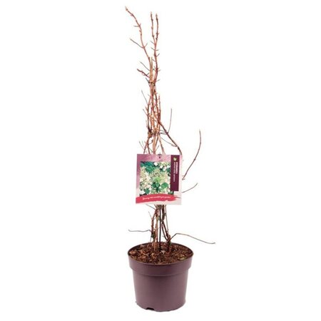 Hydrangea anomala petiolaris 60-80 cm cont. 7,5L - afbeelding 7