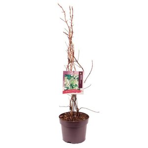 Hydrangea anomala petiolaris 60-80 cm cont. 7,5L - afbeelding 7