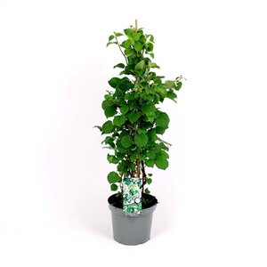 Hydrangea anomala petiolaris 60-80 cm cont. 7,5L - afbeelding 6