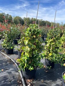 Hydrangea anomala petiolaris 60-80 cm cont. 7,5L - afbeelding 8