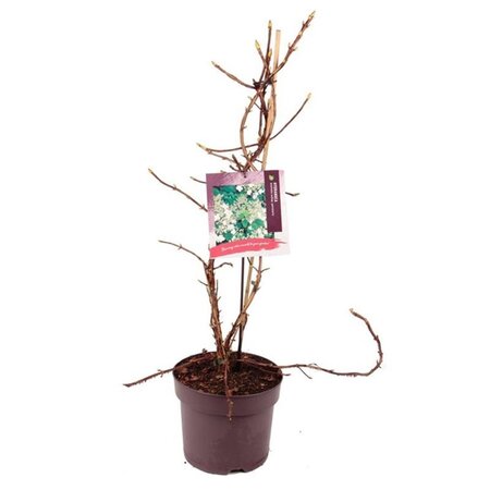 Hydrangea anomala petiolaris 60-80 cm cont. 7,5L - afbeelding 8