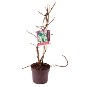 Hydrangea anomala petiolaris 60-80 cm cont. 7,5L - afbeelding 8