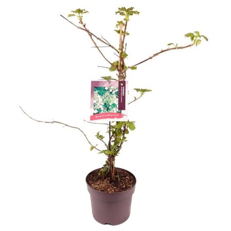 Hydrangea anomala petiolaris 60-80 cm cont. 7,5L - afbeelding 8