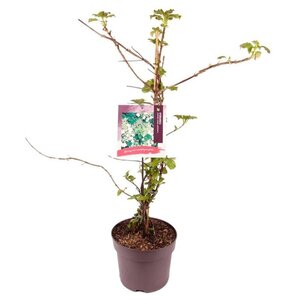 Hydrangea anomala petiolaris 60-80 cm cont. 7,5L - afbeelding 8