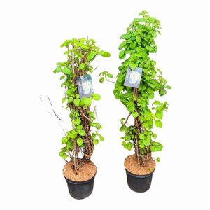 Hydrangea anomala petiolaris 80-100 cm cont. 10L - afbeelding 4