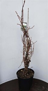 Hydrangea anomala petiolaris 80-100 cm cont. 10L - afbeelding 4