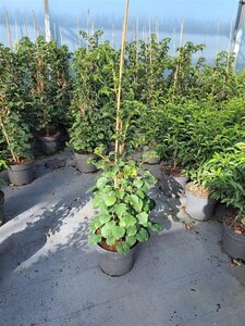 Hydrangea anomala petiolaris 80-100 cm cont. 10L - afbeelding 5