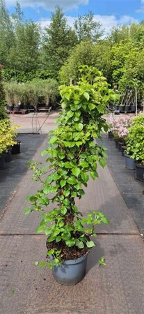 Hydrangea anomala petiolaris 80-100 cm cont. 10L - afbeelding 6