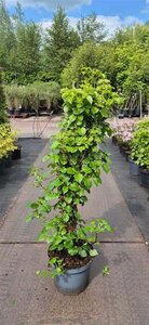 Hydrangea anomala petiolaris 80-100 cm cont. 10L - afbeelding 6