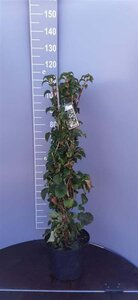 Hydrangea anomala petiolaris 80-100 cm cont. 10L - afbeelding 3