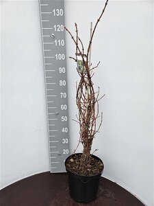 Hydrangea anomala petiolaris 80-100 cm cont. 10L - afbeelding 2