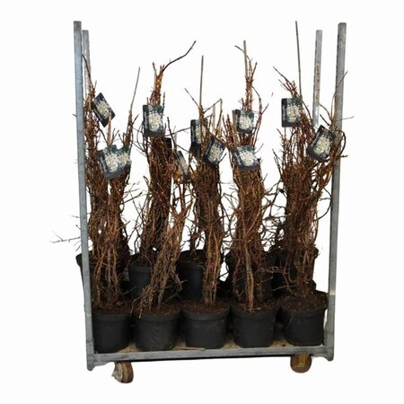 Hydrangea anomala petiolaris 80-100 cm cont. 10L - afbeelding 3