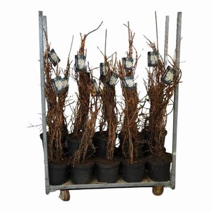 Hydrangea anomala petiolaris 80-100 cm cont. 10L - afbeelding 3