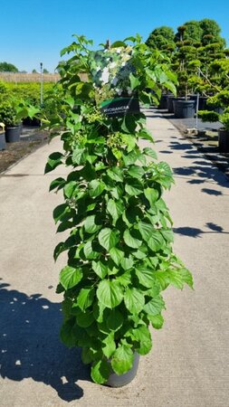 Hydrangea anomala petiolaris 80-100 cm cont. 10L - afbeelding 7