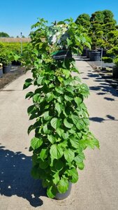 Hydrangea anomala petiolaris 80-100 cm cont. 10L - afbeelding 7