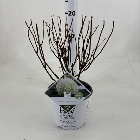 Hydrangea a. Strong Annabelle = 'Incrediball' 40-50 cm cont. 3,0L - afbeelding 3