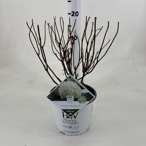 Hydrangea a. Strong Annabelle = 'Incrediball' 40-50 cm cont. 3,0L - afbeelding 3