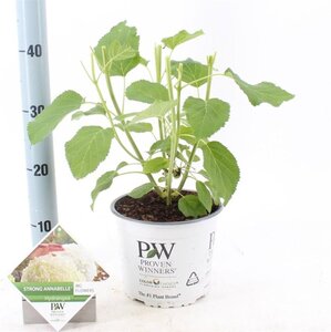Hydrangea a. Strong Annabelle = 'Incrediball' 40-50 cm cont. 3,0L