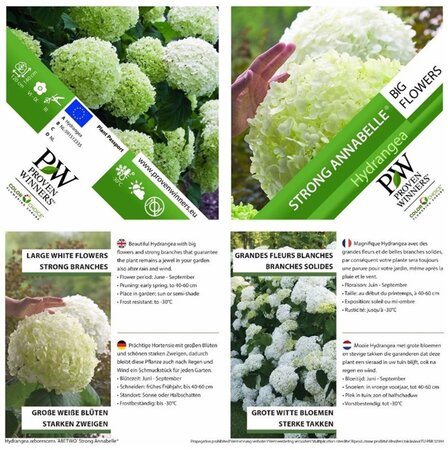 Hydrangea a. Strong Annabelle = 'Incrediball' 40-50 cm cont. 3,0L - afbeelding 2