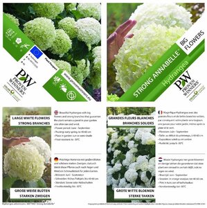 Hydrangea a. Strong Annabelle = 'Incrediball' 40-50 cm cont. 3,0L - afbeelding 2