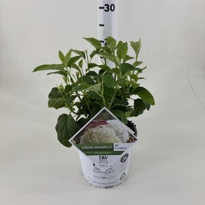 Hydrangea a. Strong Annabelle = 'Incrediball' 40-50 cm cont. 3,0L - afbeelding 3