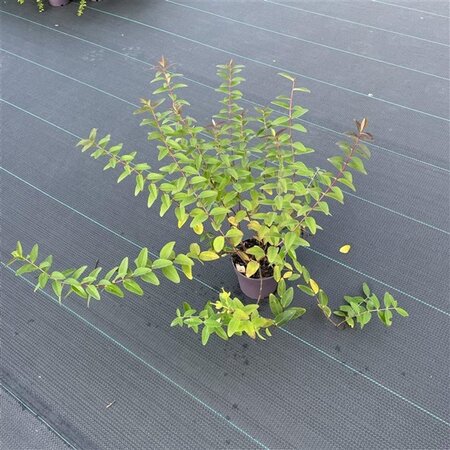 Hypericum 'Hidcote' 20-30 cm cont. 1,5L