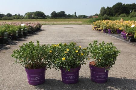 Hypericum kalmianum 'Cobalt-N-Gold' 30-40 cm cont. 3,5L