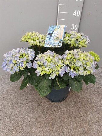 Hydrangea macrophylla geen maat specificatie cont. 5,0L - afbeelding 2